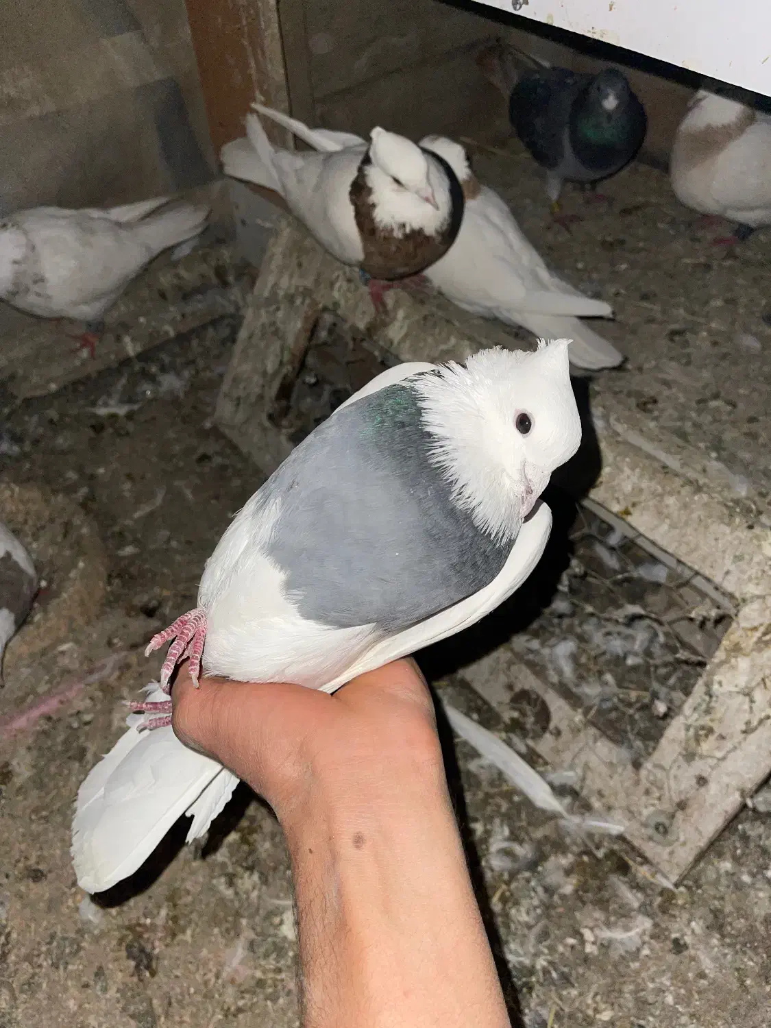 کبوتر|پرنده|مریوان, |دیوار