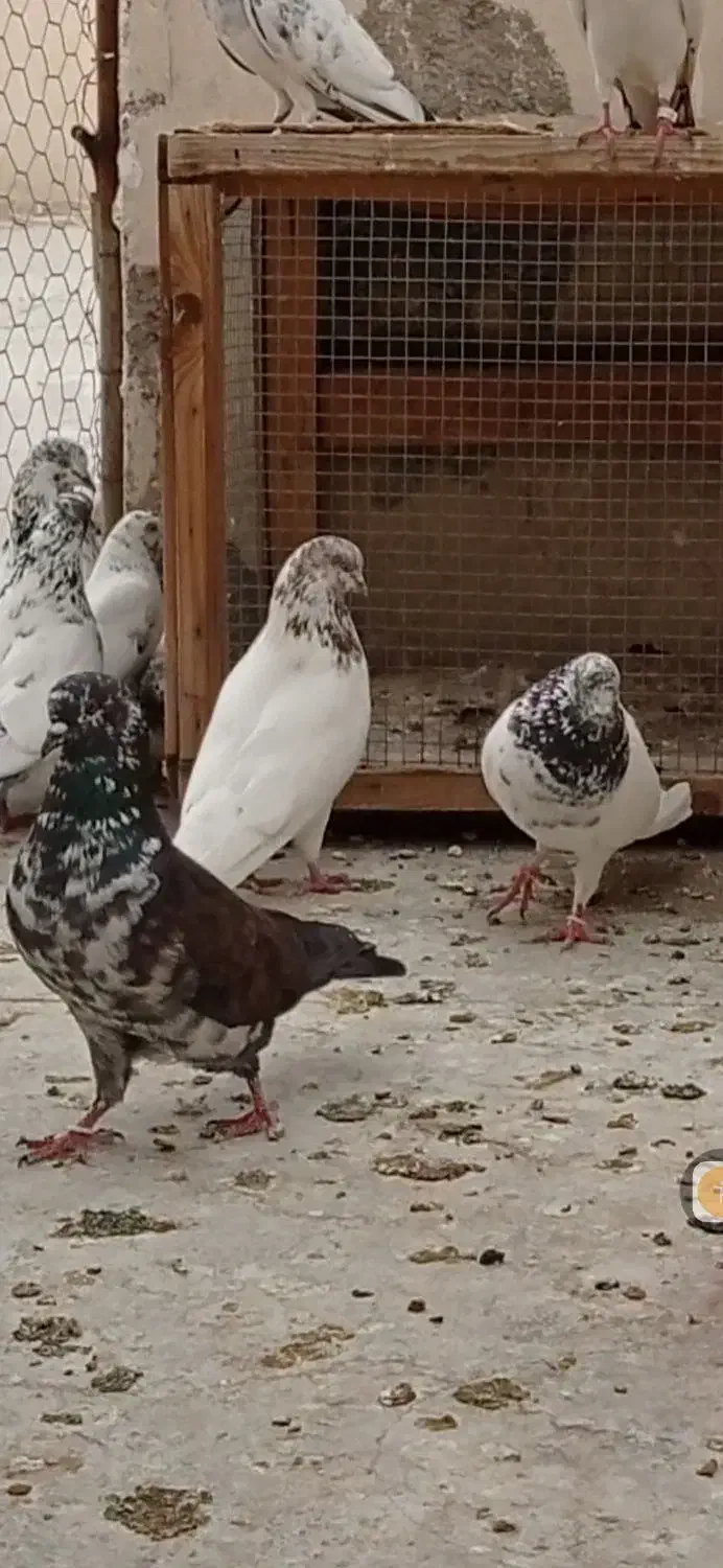 کبوتر کاشونی پرشی|پرنده|پیر بکران, |دیوار