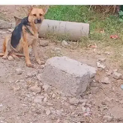 سگ ژرمن ماده|سگ|عنبرآباد, |دیوار