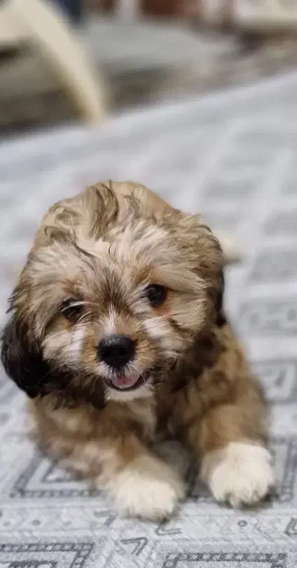 واگزاری|سگ|پاکدشت, حصار امیر|دیوار