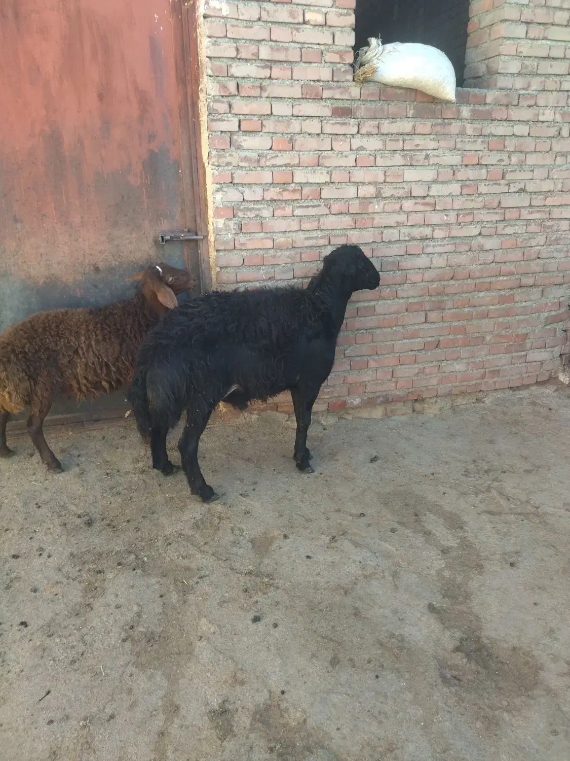 فروشی|حیوانات مزرعه|محمدبار, |دیوار