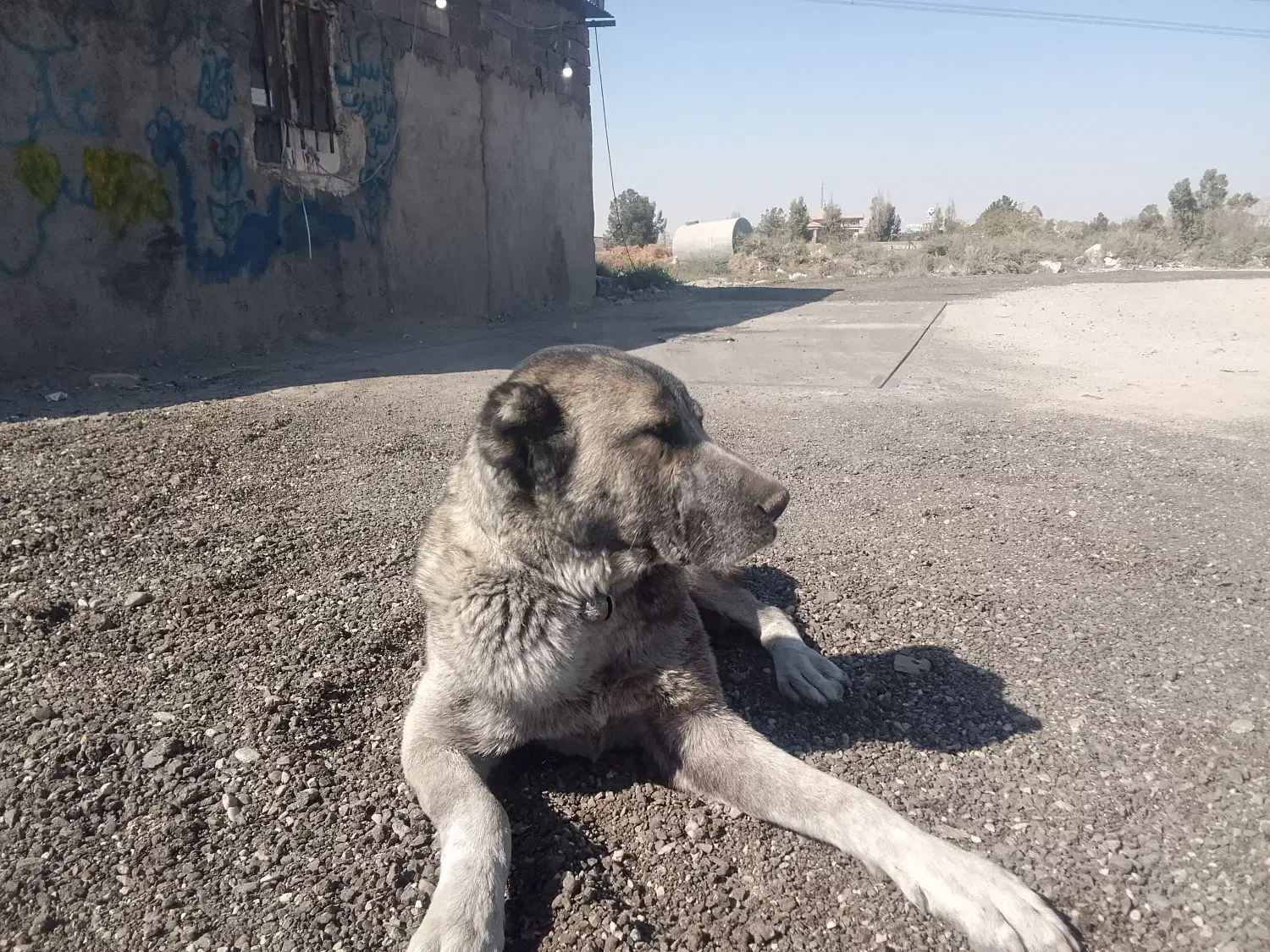 سگ افغانی ماده خطری|سگ|تهران, دکتر هوشیار|دیوار