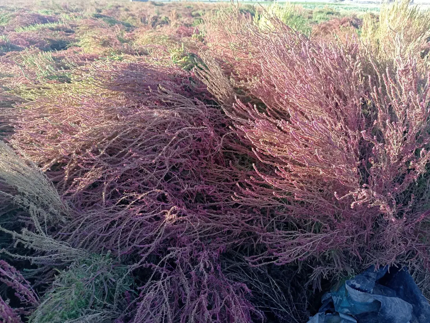 جارو محلی. شهرداری|لوازم نظافت|سبزوار, قصبه شرقی|دیوار