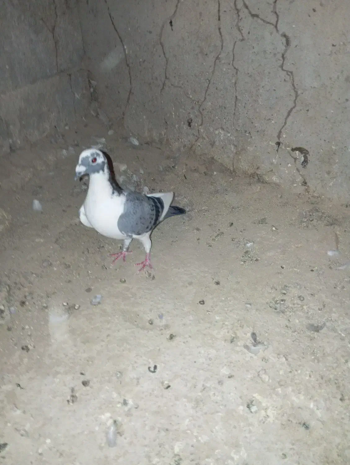 ابلغ|پرنده|سعدآباد, |دیوار