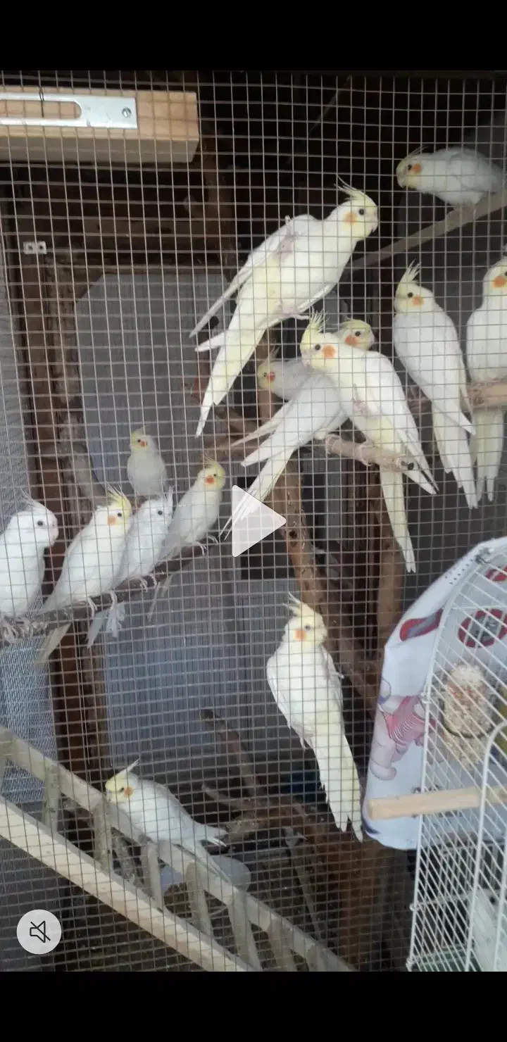 فروش تعدادی    عروس هلندی لوتینو سخن گو|پرنده|جهرم, |دیوار