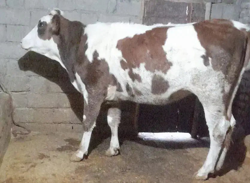 گاو ،گوساله ،تلیسه سیمینتال|حیوانات مزرعه|بیلوار, |دیوار