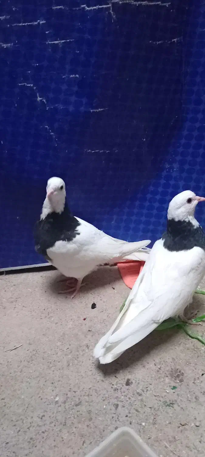 کفتر|پرنده|جلگه ماژان, |دیوار