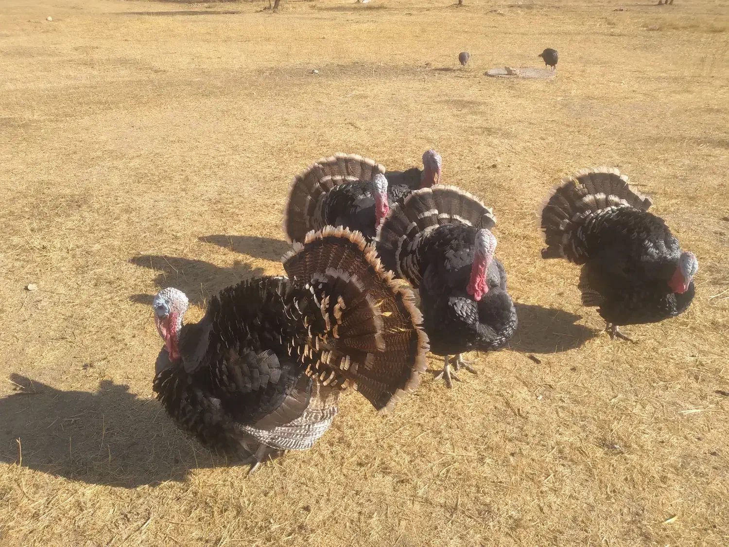 بوقلمون نر محلی ۲ساله|حیوانات مزرعه|دیواندره, |دیوار