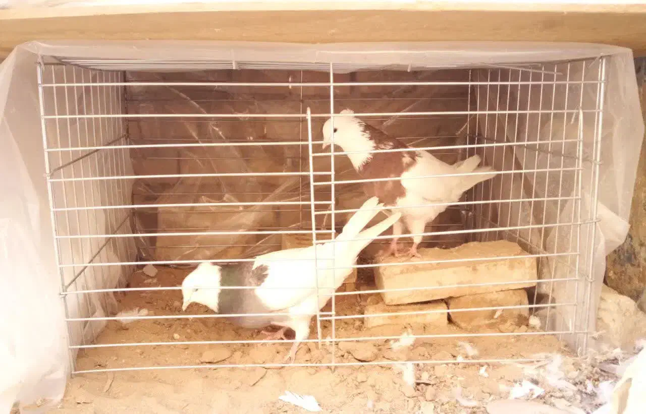 کفتر طوقی|پرنده|یزد, |دیوار