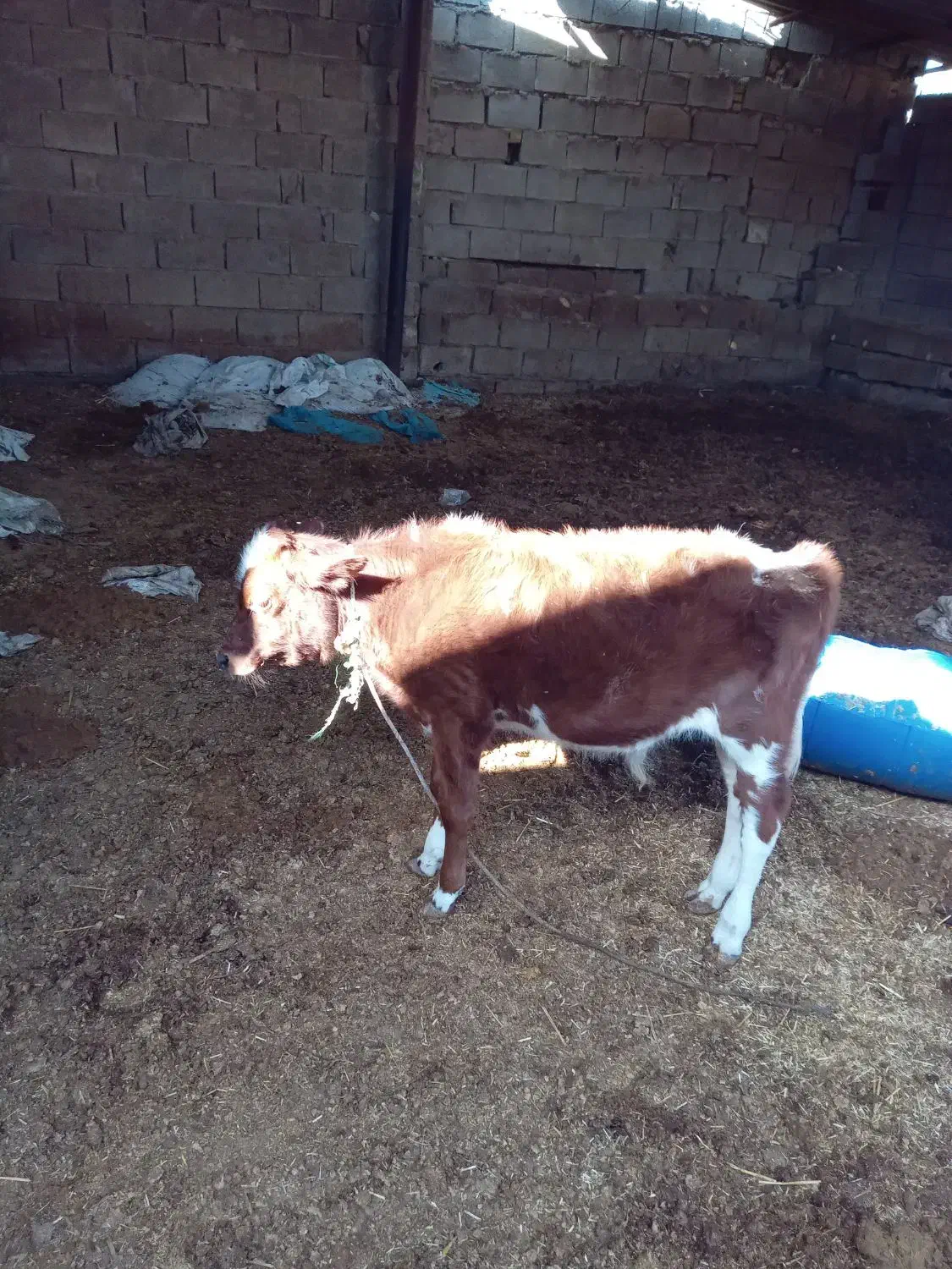 گاو وگوساله نر|حیوانات مزرعه|شادگان, |دیوار