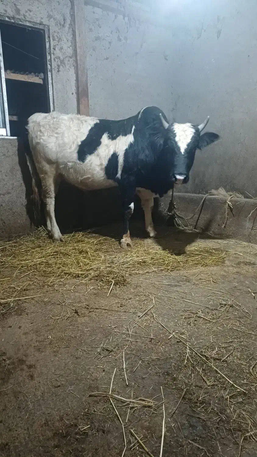 ورزا محلی دو وقت|حیوانات مزرعه|رشت, پل تالشان|دیوار