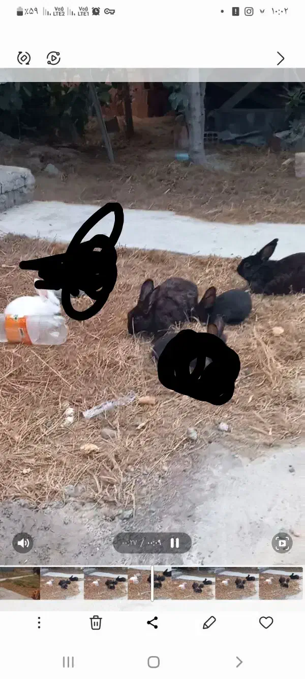 ۴ عدد خرگوش دو نر دو ماده|موش و خرگوش|گمیشان, |دیوار