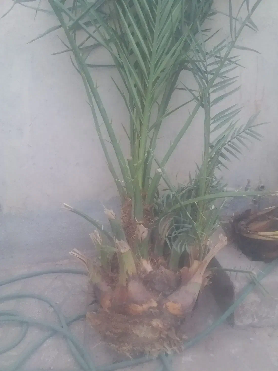 عنواع پاجوش خرما زاهدی و غیره|خدمات باغبانی و درختکاری|طبس, |دیوار