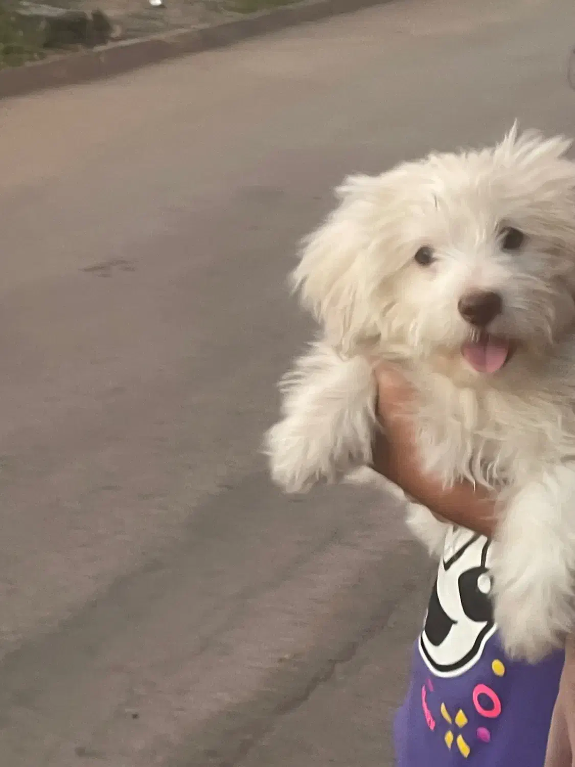 توله شیتزو تیریر|سگ|بندرعباس, |دیوار