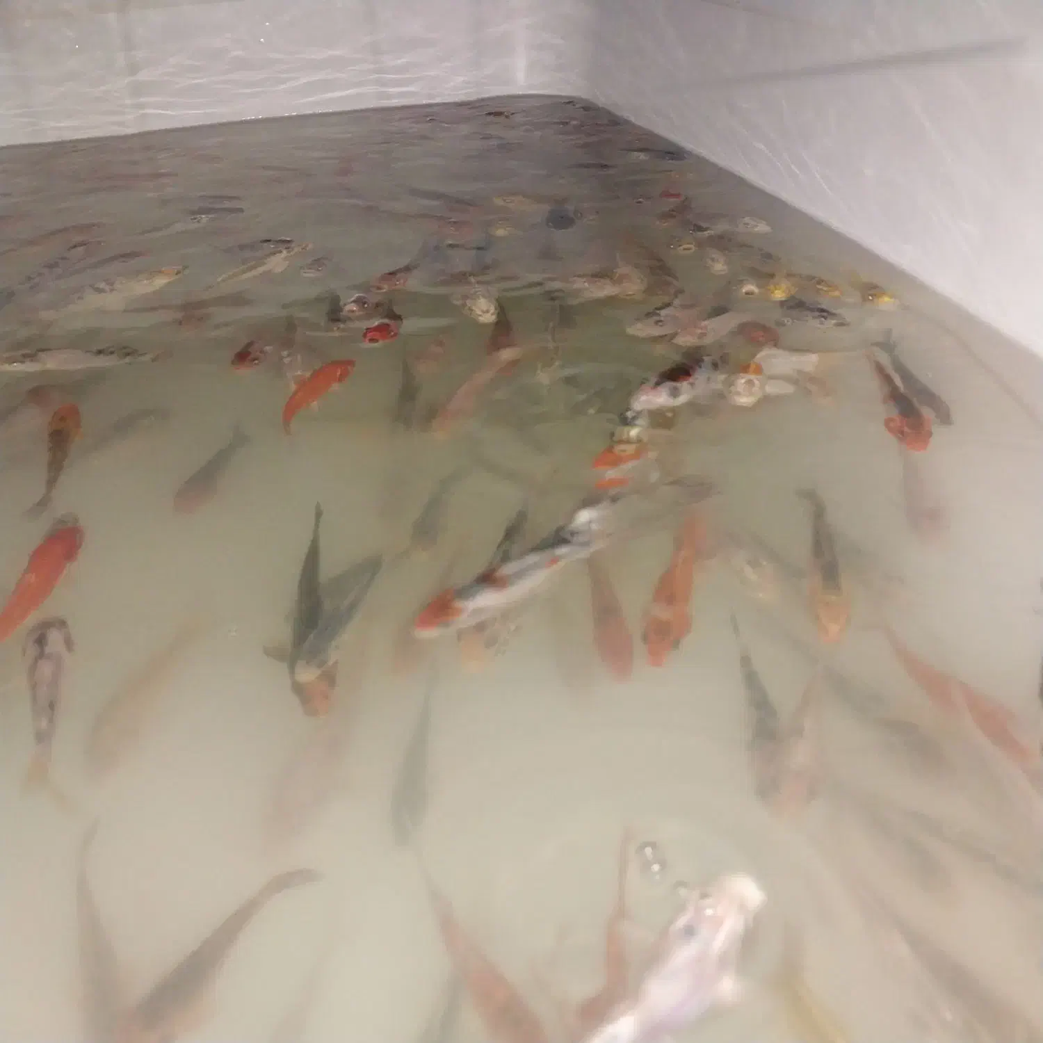 ماهی کوی رنگ های خاص|ماهی|شیراز, حافظیه|دیوار