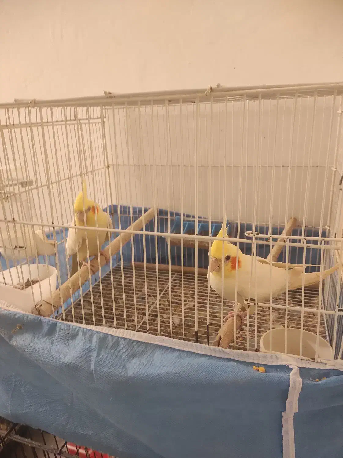 عروس هلندی مولد لوتینو دستی|پرنده|شیراز, تندگویان|دیوار