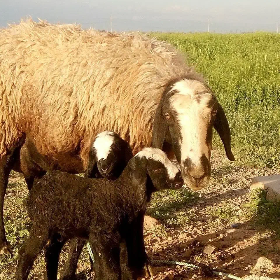 نژاد اصیل و برتر ایران|حیوانات مزرعه|مهریز, |دیوار