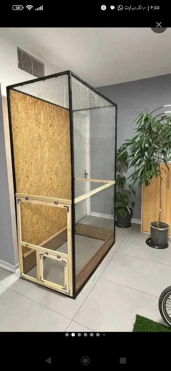 تعدادی پپرنده زینتیی|پرنده|سراوان, |دیوار