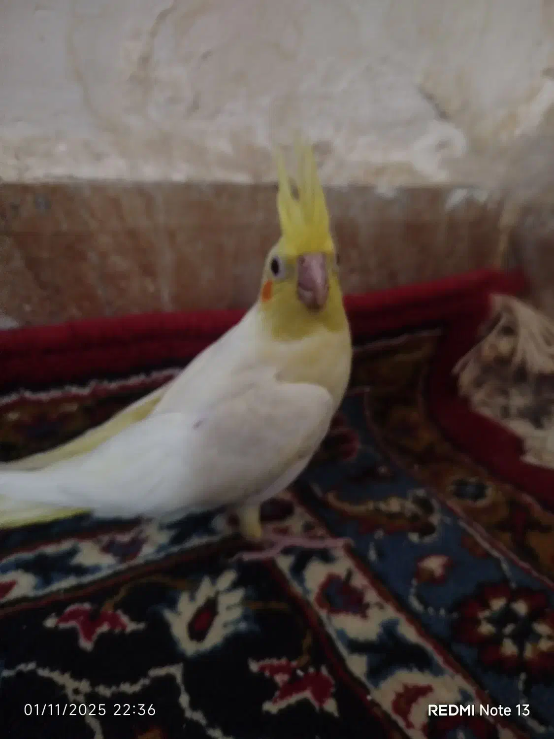 جوجه عروس هلندی یک ماه|پرنده|زاهدان, |دیوار