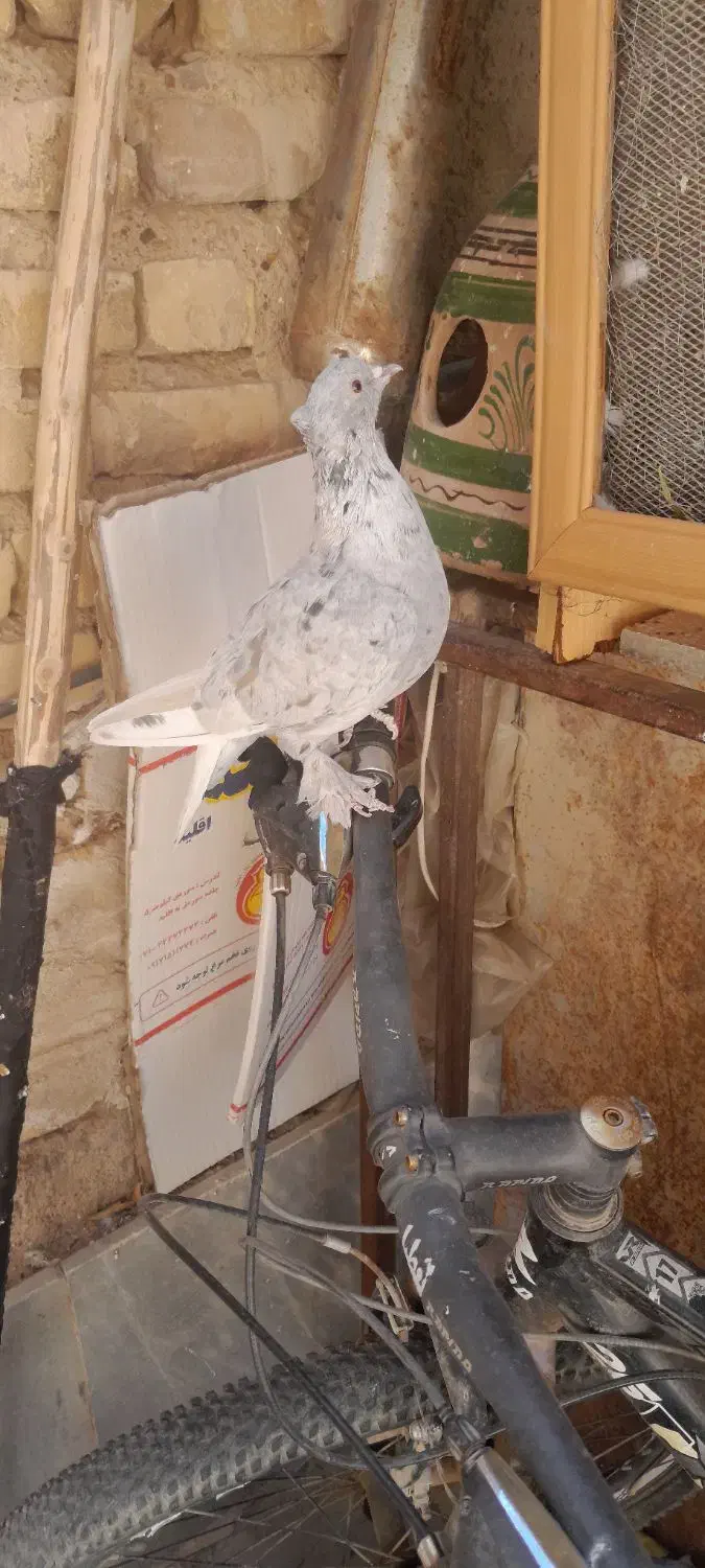 ماده بزن|پرنده|مرودشت, کناره|دیوار