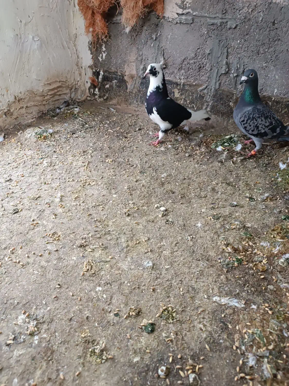 کبوتر|پرنده|نیشابور, خط کاشمر|دیوار