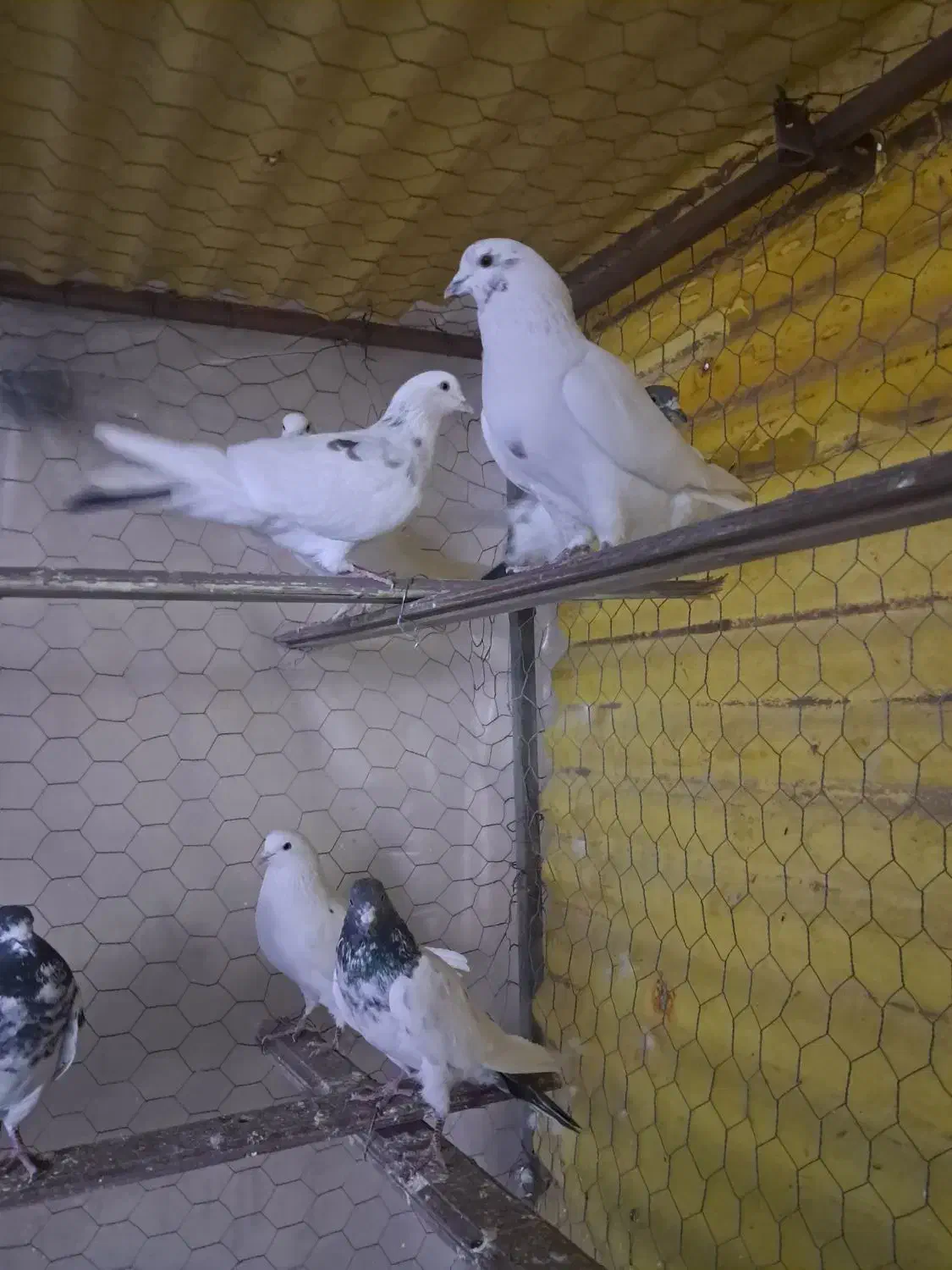 36 عدد کفتر آس کبوتر|پرنده|قرچک, زیبا شهر|دیوار