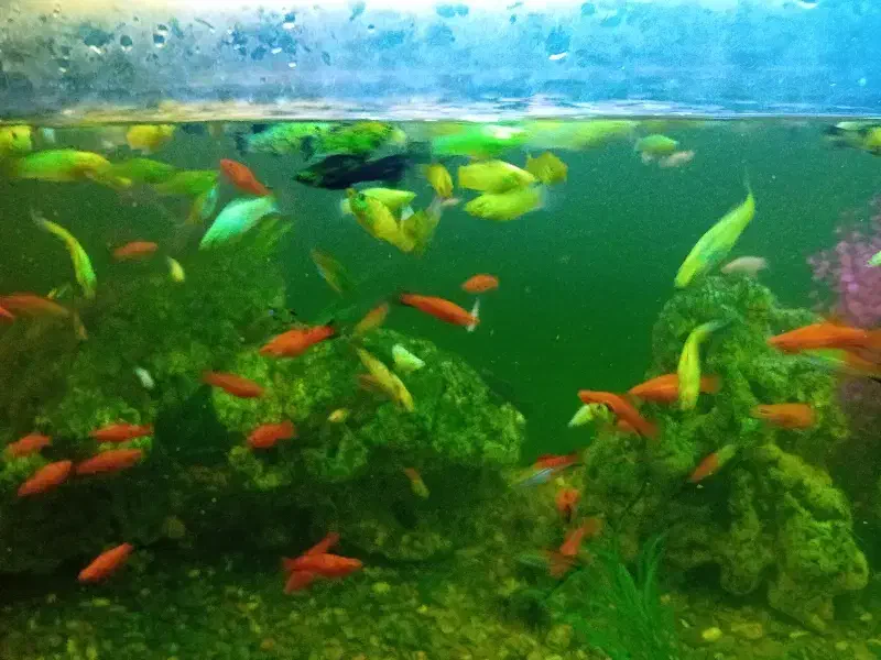 با نام خدا.ماهی مولی و سواتر|ماهی|خسروشاه, |دیوار