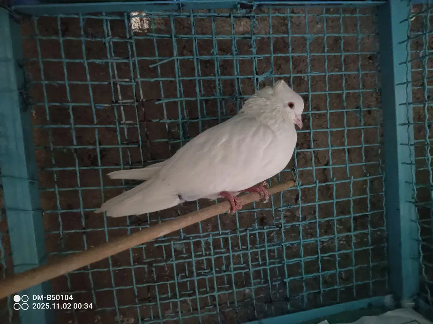 نر کله دم سیاه و..|پرنده|کرج, شهرک فهمیده|دیوار