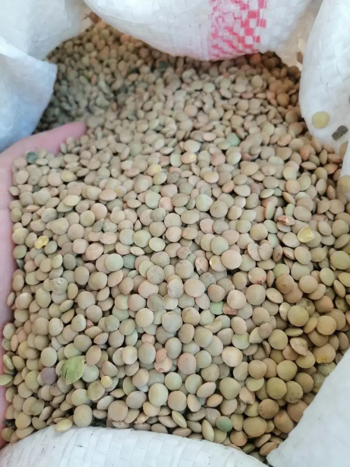 عدس ریز 130 تومن|خوردنی و آشامیدنی|مرودشت, فاز دوم شهرک فرهنگیان|دیوار