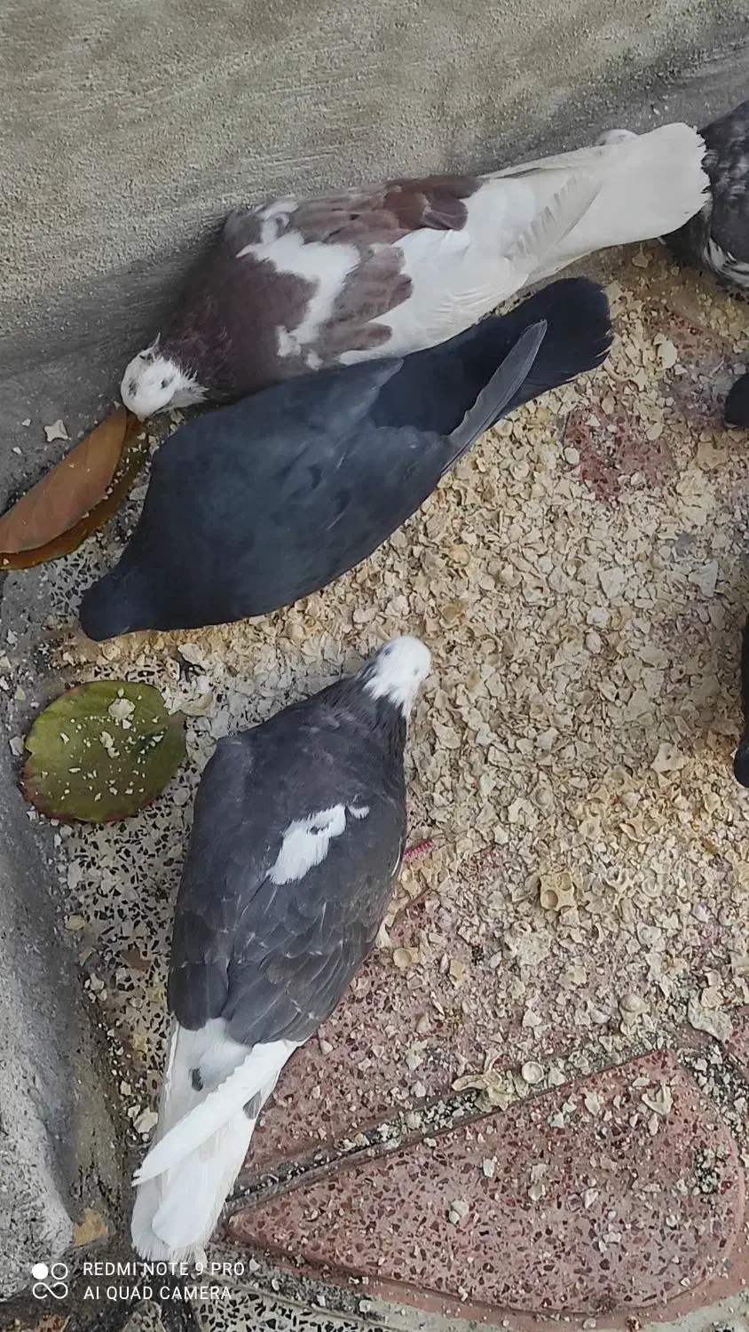 کبوتر معلقی|پرنده|یاسوج, |دیوار