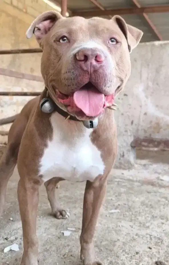 فوری لنگ پولم|سگ|ساوه, |دیوار