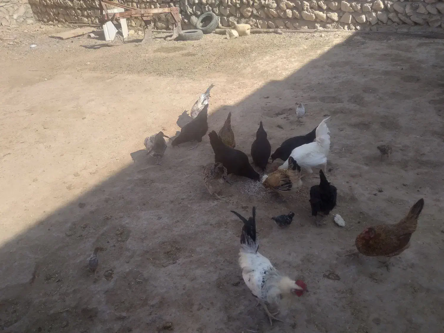 مرغ خروس وارک جوجه|حیوانات مزرعه|کوهدشت, |دیوار