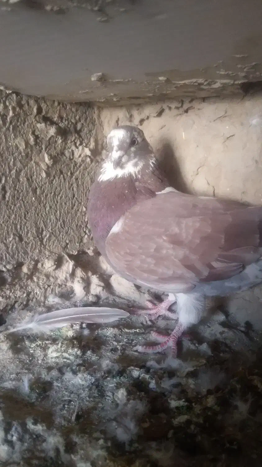 کبوتر|پرنده|کرباسک, |دیوار