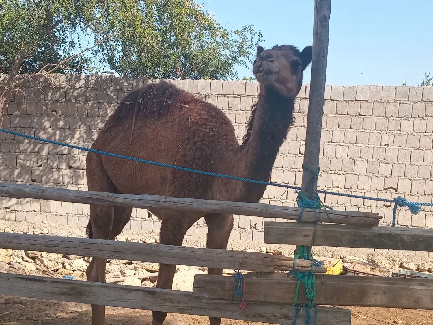 یک عدد شتر نر|حیوانات مزرعه|قشم, |دیوار