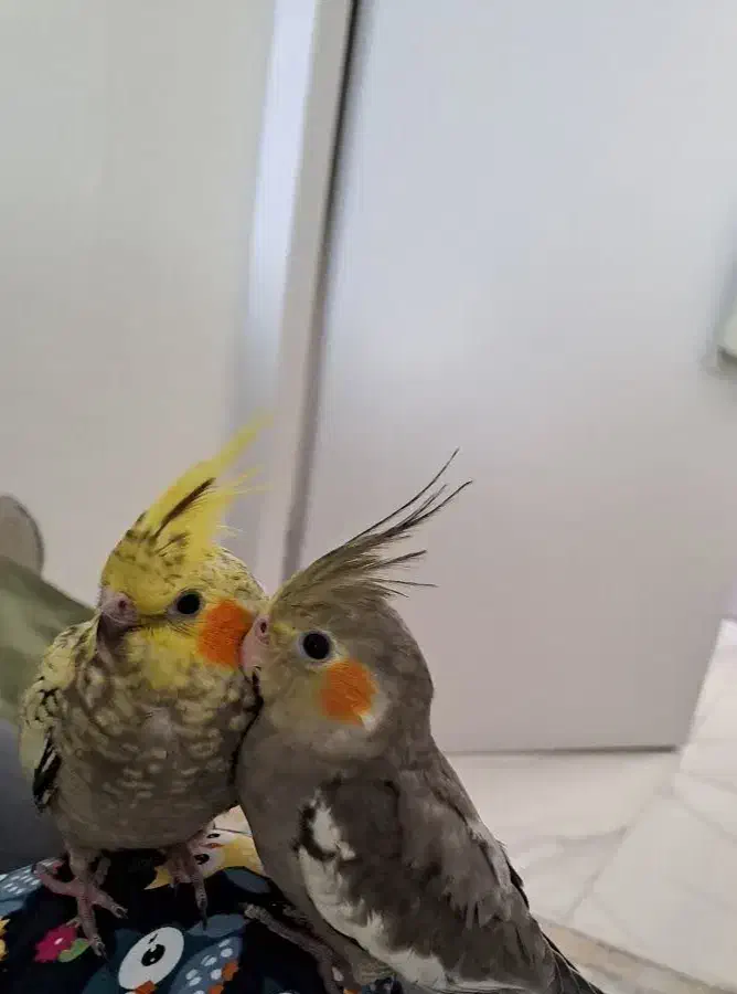 عروس هلندی|پرنده|تهران, مشیریه|دیوار