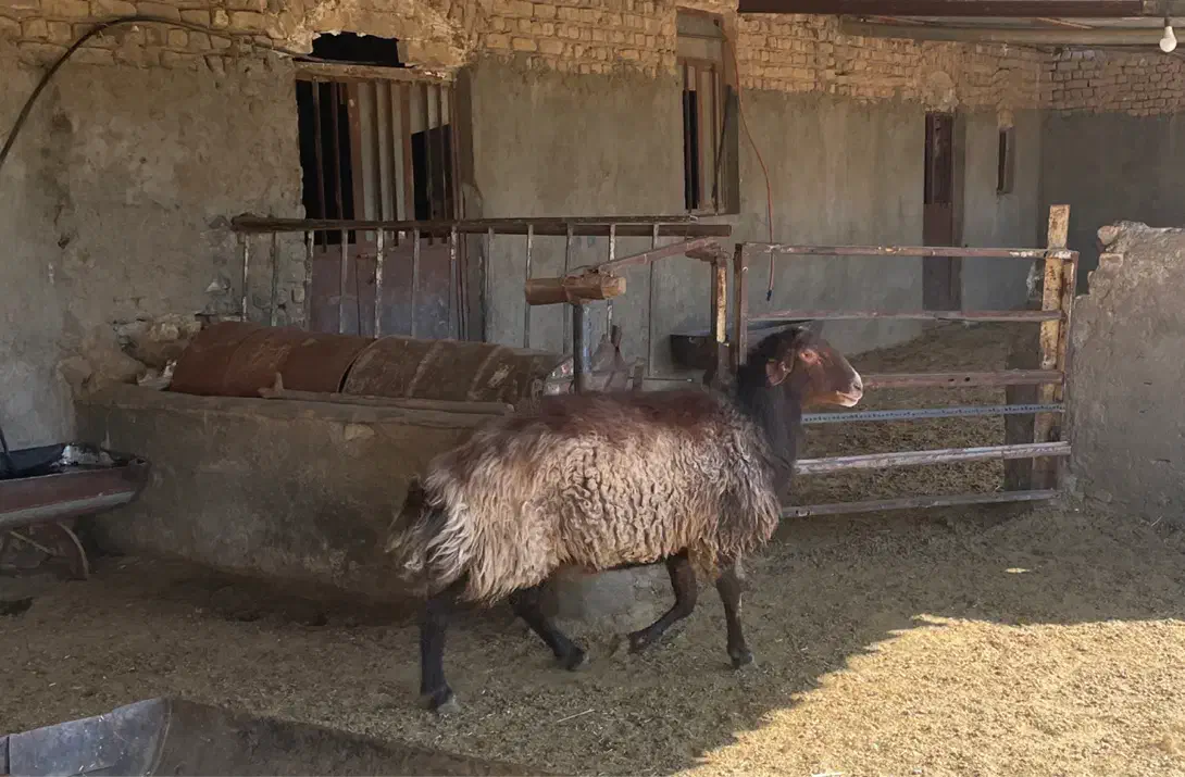 قوچ هترو|حیوانات مزرعه|مشهد, آبکوه|دیوار