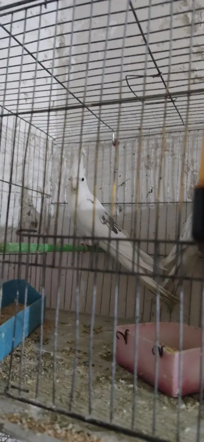 عروس البینو دوکت  با جوجه|پرنده|تبریز, |دیوار