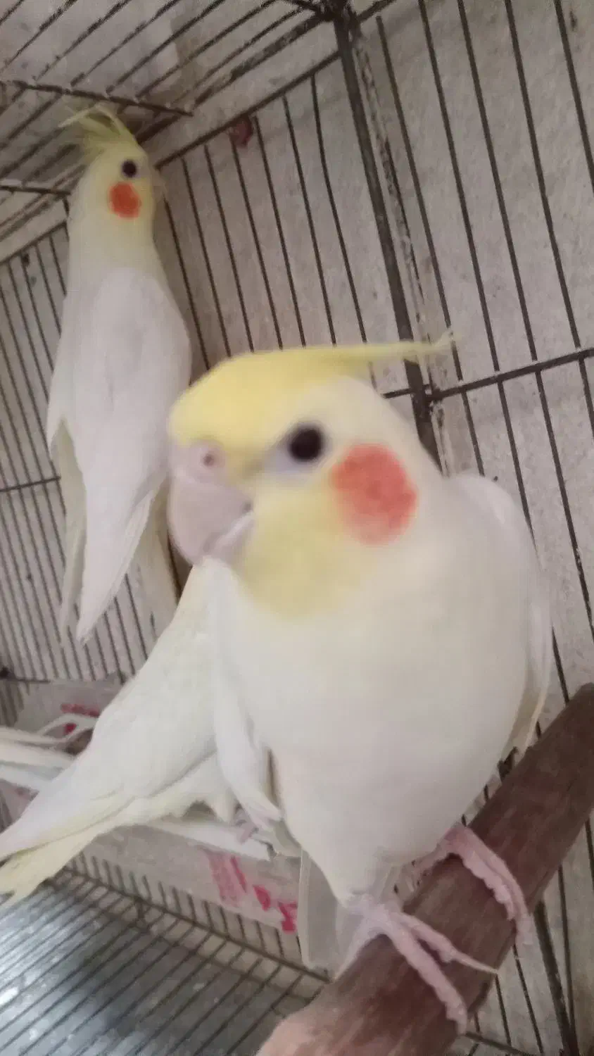 عروس هلندی نر مست آواز خوان|پرنده|رشت, کوی فرهنگیان|دیوار