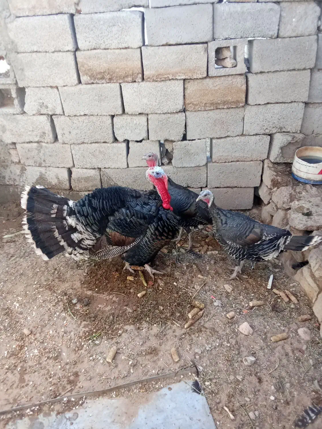 بوقلمون|حیوانات مزرعه|بیرجند, |دیوار