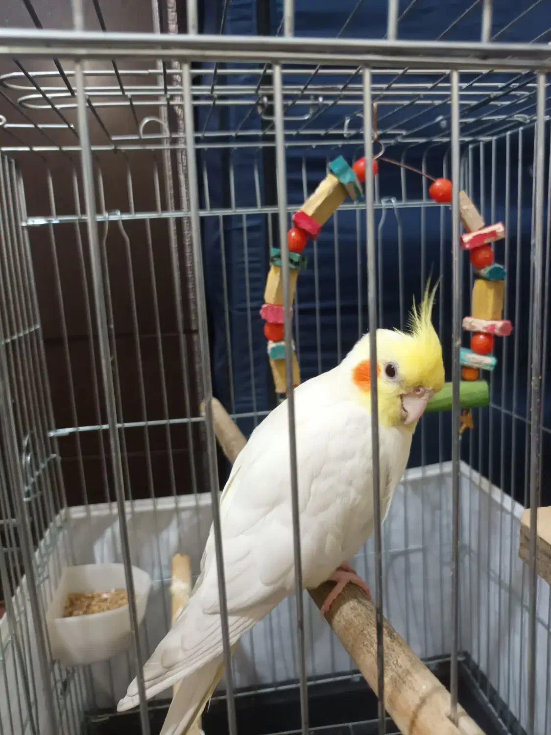 عروس هلندی لوتینو همراه با قفس|پرنده|الوند, |دیوار