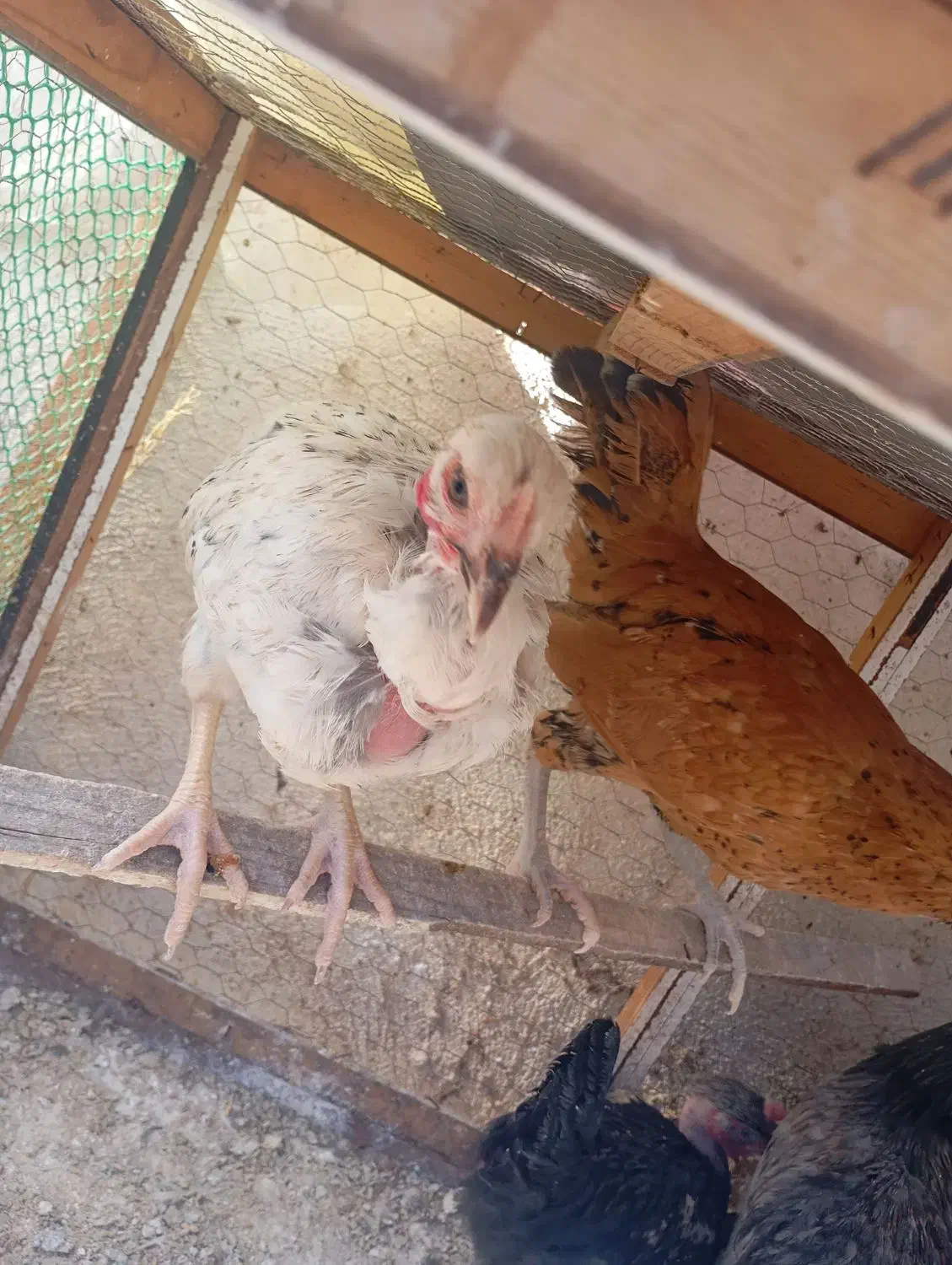 مرغ خروس بلدرچین غاز|حیوانات مزرعه|سنگر, |دیوار