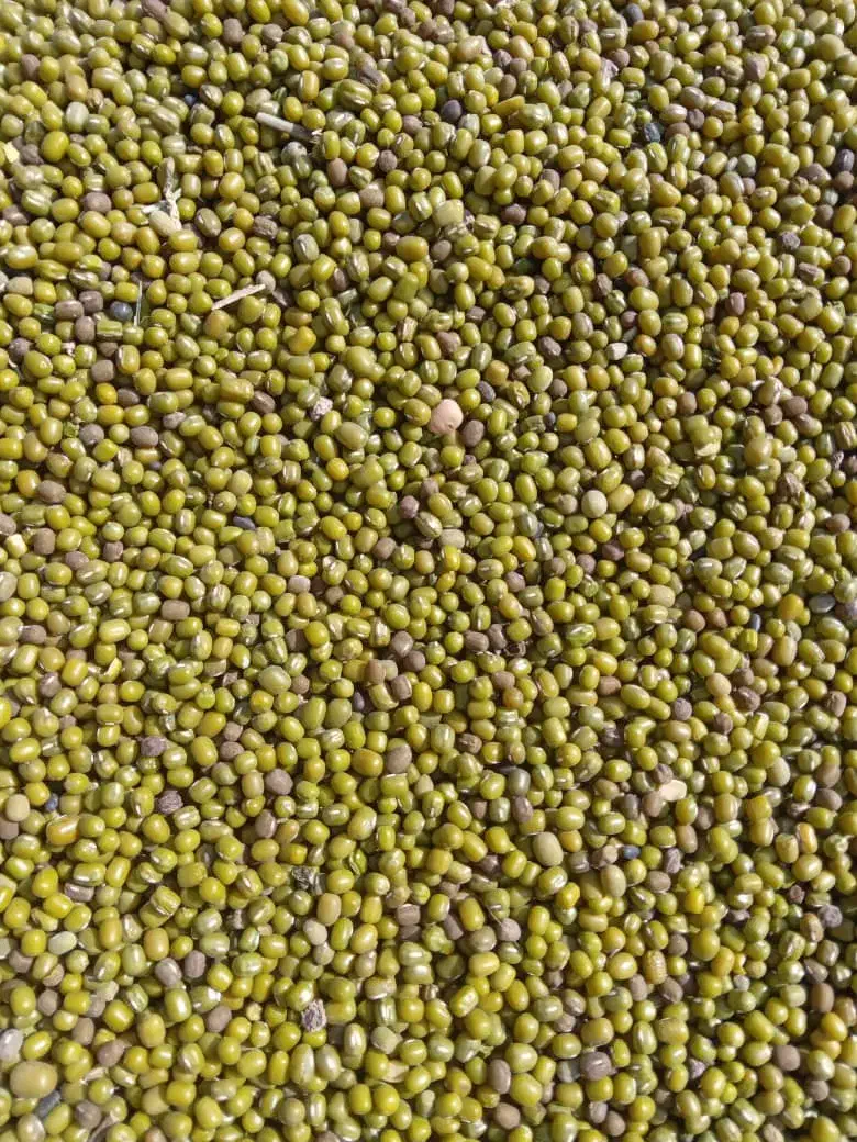 خریداری و فروشی محصول کشاورزی ماش و لوبیاو کنجدنقد|خدمات باغبانی و درختکاری|اهواز, شریعتی جنوبی|دیوار