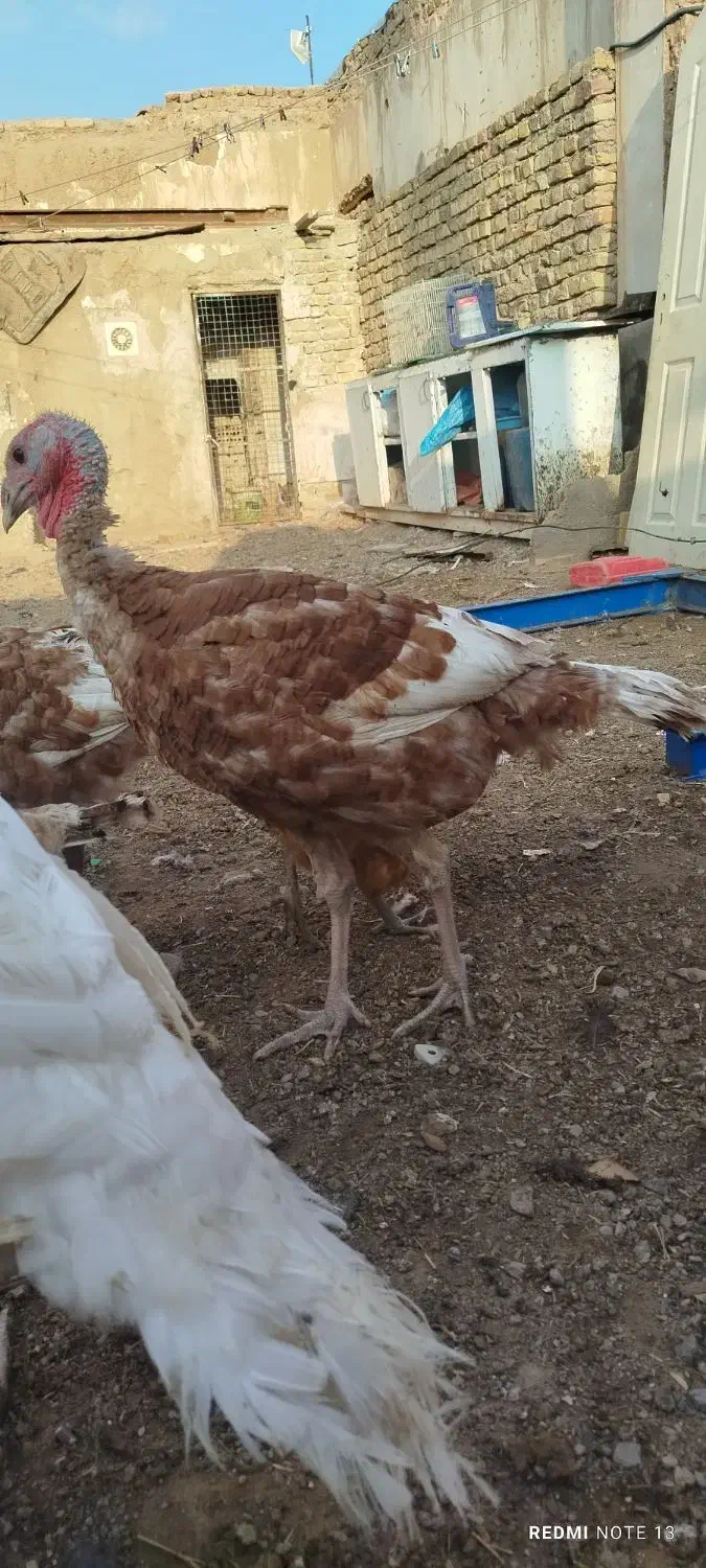 بوقلمون5ماه|حیوانات مزرعه|خواف, |دیوار