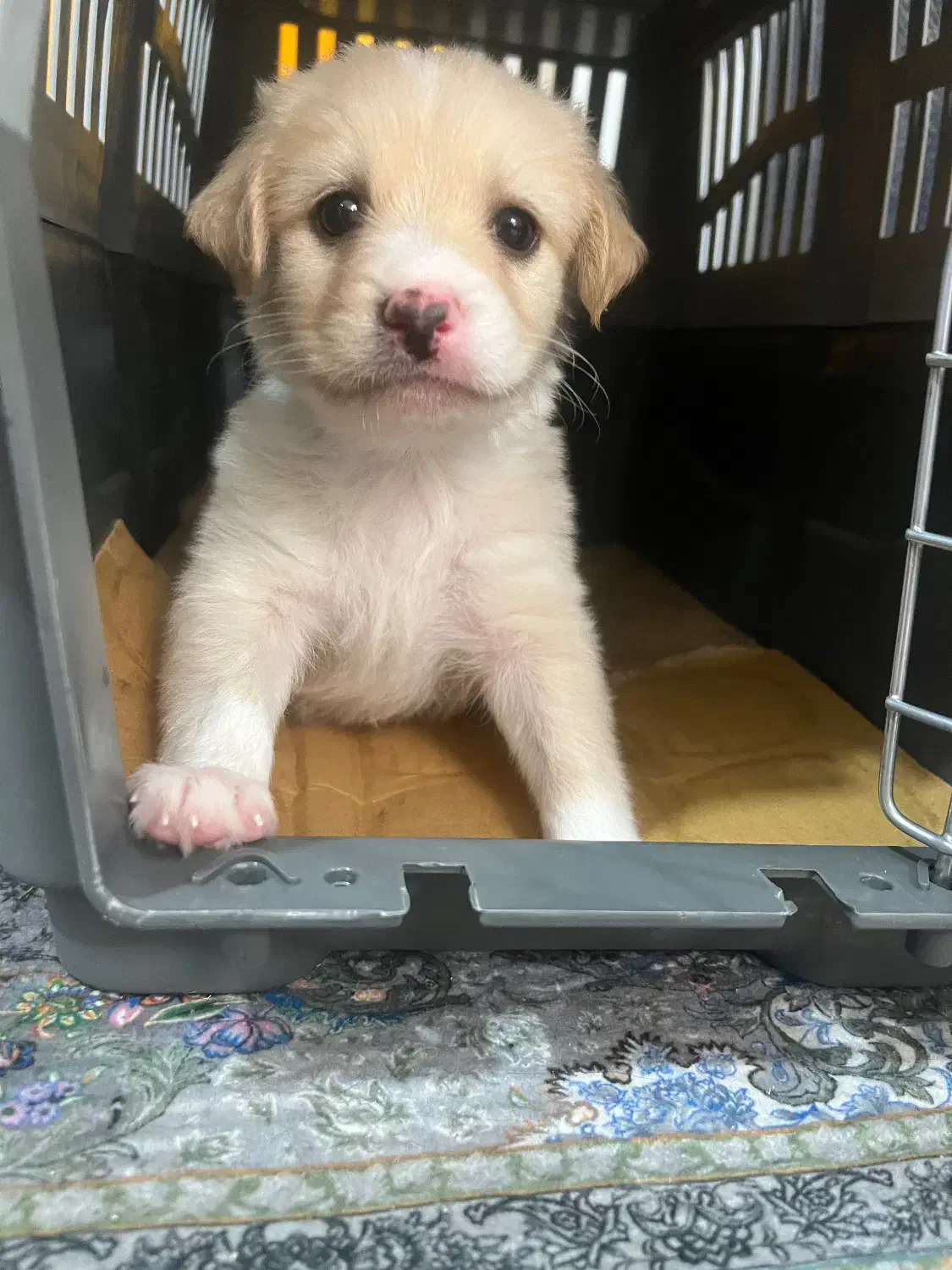 سایز ریز عروسکی|سگ|خرمشهر, |دیوار