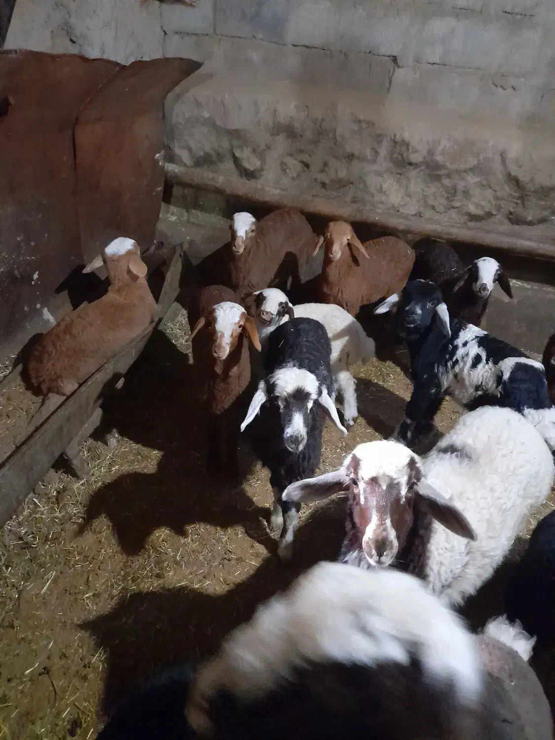 گوسفند داشتی|حیوانات مزرعه|بیلوار, |دیوار