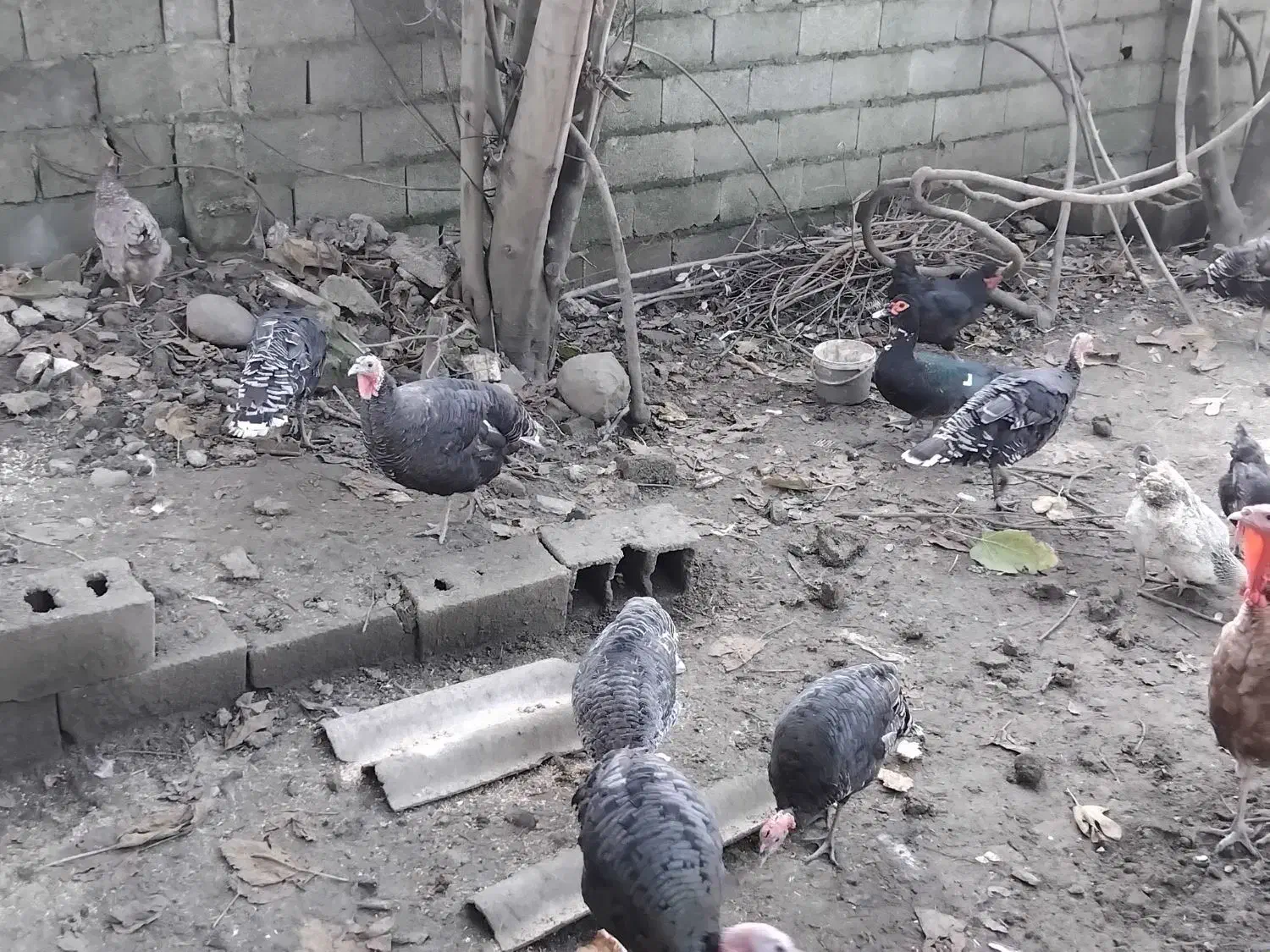 فروش بوقلمون به صورت کلی وتکی|حیوانات مزرعه|رضوانشهر, |دیوار