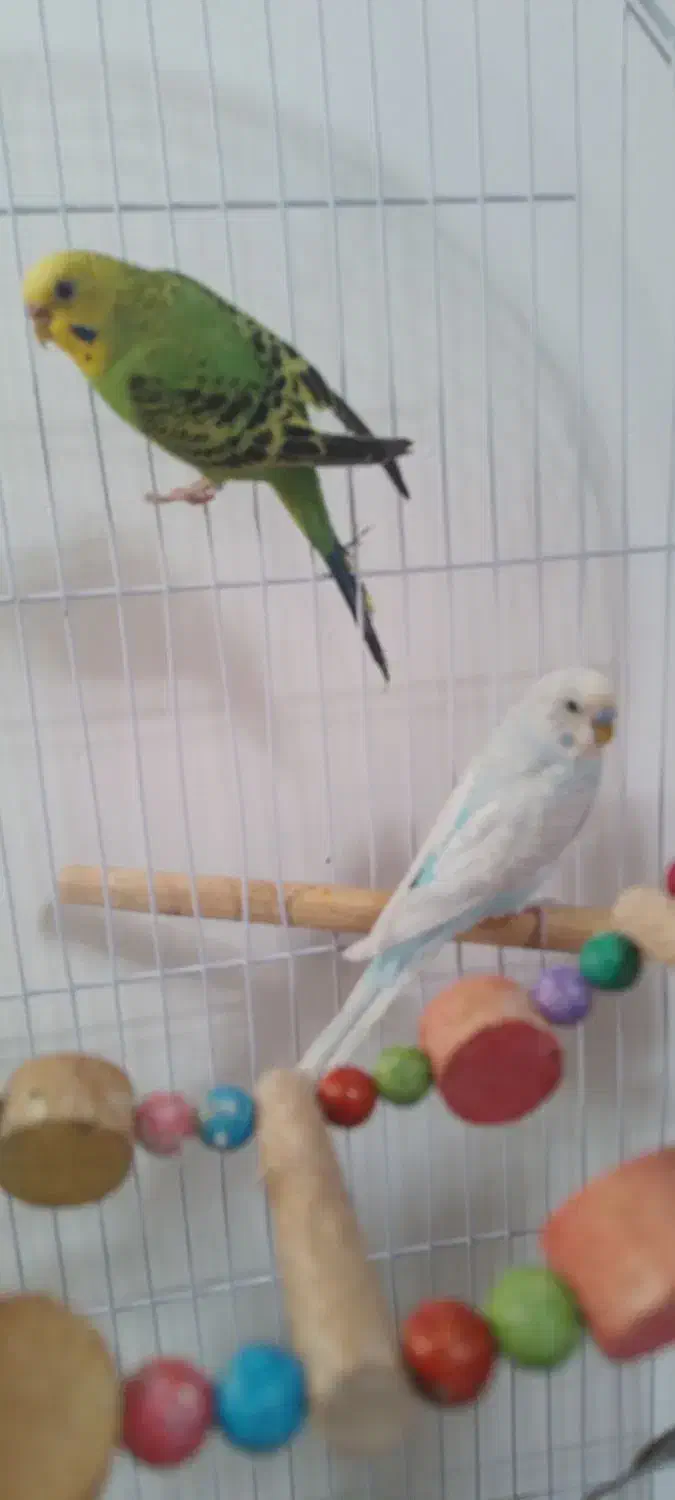 سلام.یک جفت مرغ عشق زیبا|پرنده|تربت جام, میان جام|دیوار