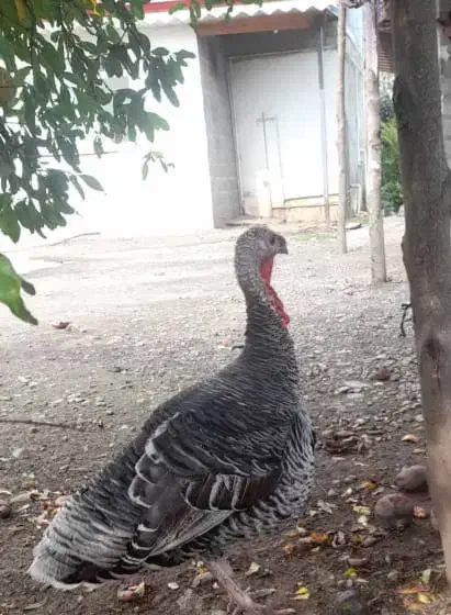 حیوانات محلی|حیوانات مزرعه|رضوانشهر, |دیوار