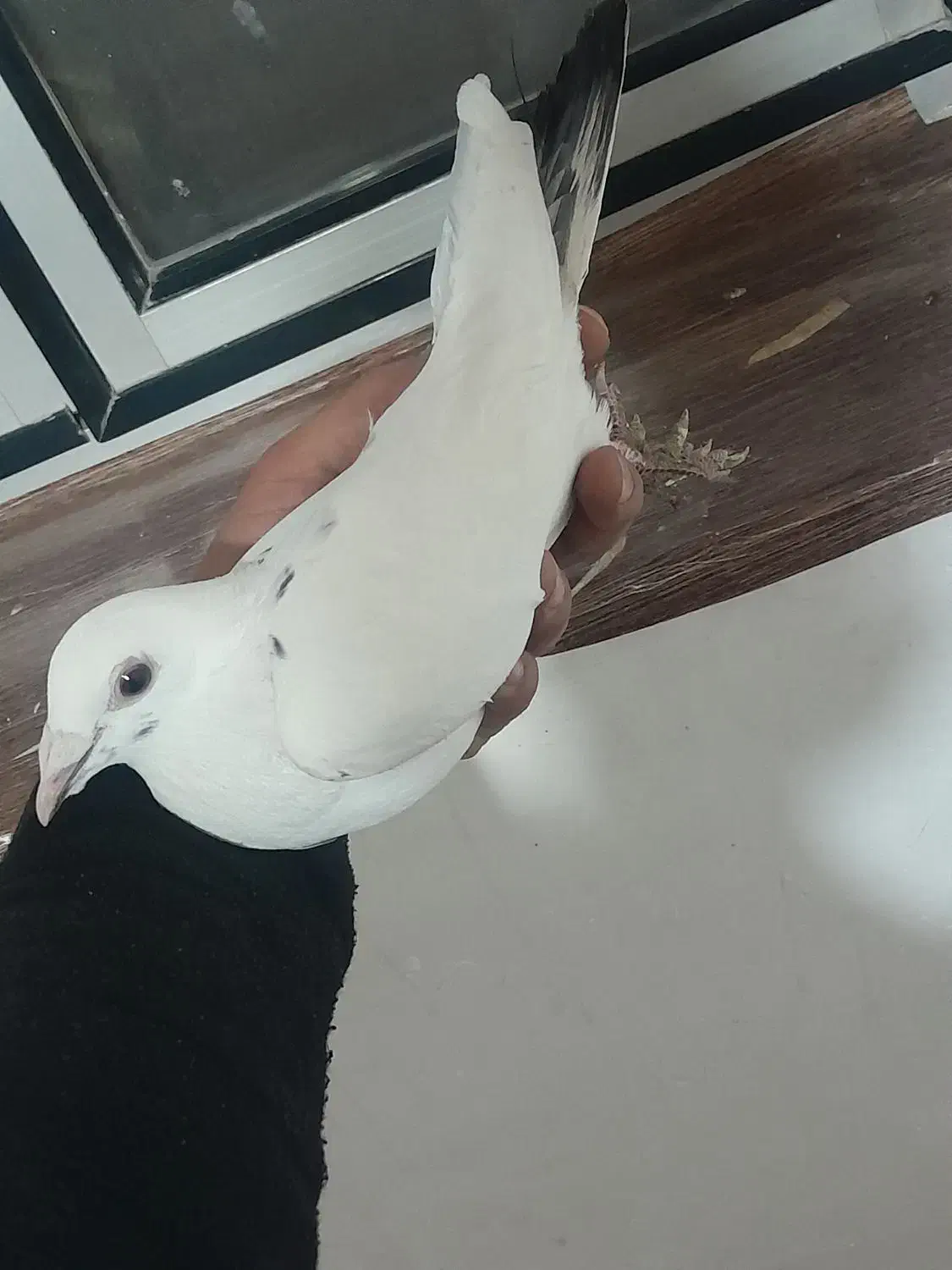 نر پلاکی جو قویروخ|پرنده|ملکان, |دیوار