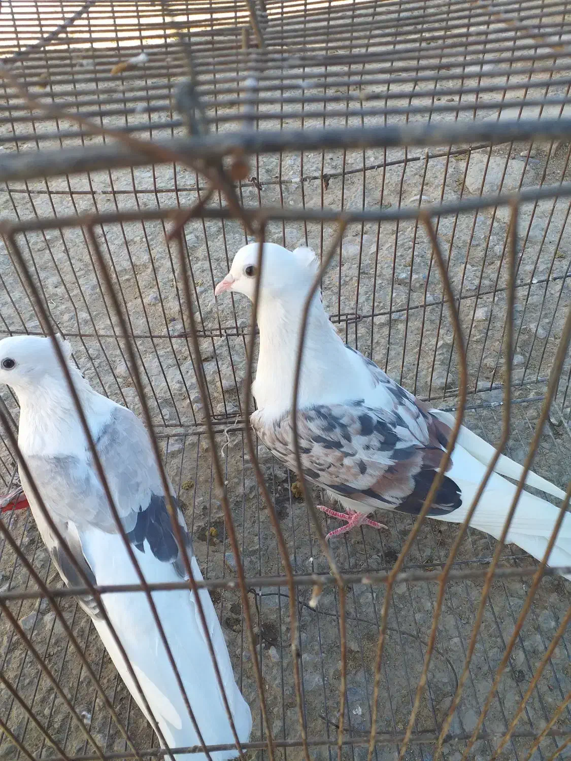 کفترنرسرخ پلنگ عروسک ماده کاغذی|پرنده|زاغه, |دیوار